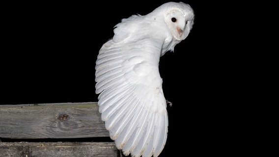 Eine weiße Schleiereule, auch Geistereule genannt, breitet ihre Flügel aus. © Andreas Schüring Foto: Andreas Schüring, Tom Horak, Philipp Ludewig