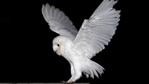 Eine Geistereule, also eine schneeweiße Schleiereule, spannt ihre Flügel breit auf. © Andreas Schüring Foto: Andreas Schüring, Tom Horak, Philipp Ludewig