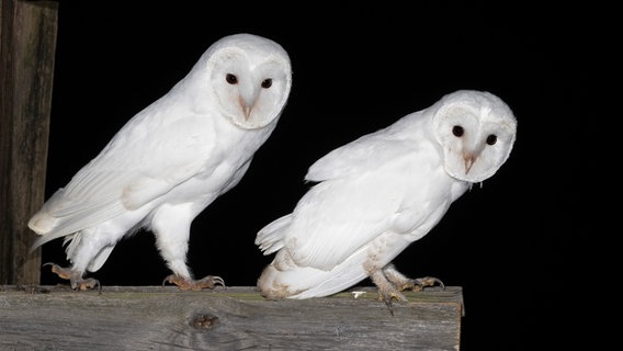 Ein schneeweißes Schleiereulen-Geschwisterpaar sitzt hintereinander auf einem Holzbalken. © Andreas Schüring Foto: Andreas Schüring, Tom Horak, Philipp Ludewig