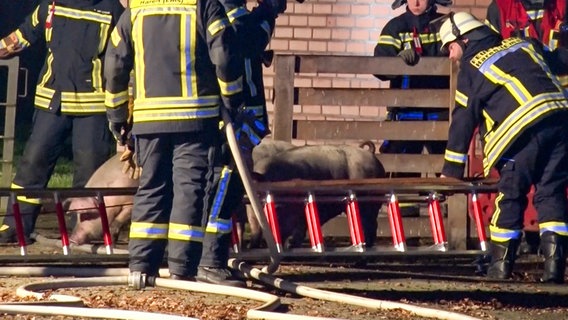 Feuerwehrleute bringen Schweine vor einem Feuer auf einem landwirtschaftlichen Hof in Haren in Sicherheit. © Nord-West-Media TV 