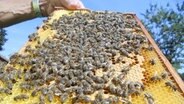 Eine Bienenwabe voller Bienen. © NDR Foto: Christian Schepsmeier