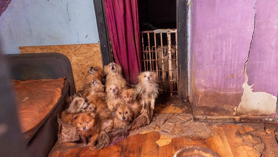 In einem Haus in Bad Iburg sitzen verwahrloste Hunde mit verfilztem Fell. © Gut Aiderbichl Foto: Gut Aiderbichl