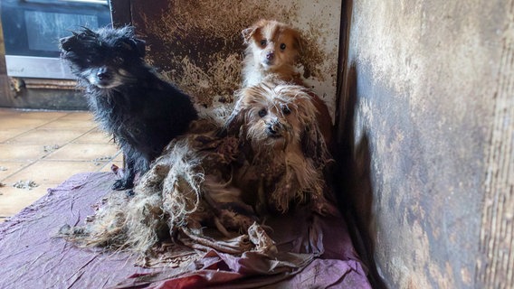 In einem Haus in Bad Iburg sitzen verwahrloste Hunde mit verfilztem Fell. © Gut Aiderbichl 