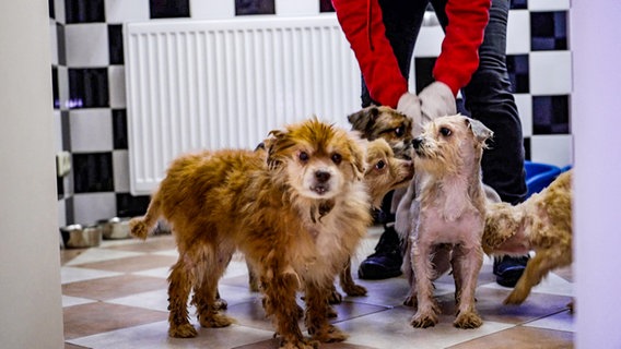 Verwahrloste Hunde werden auf Gut Aiderbichl gepflegt © NDR 