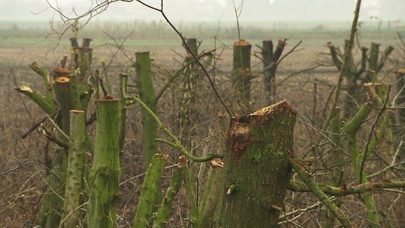 Sögel Rumänischorthodoxe Gemeinde baut Holzkirche NDR