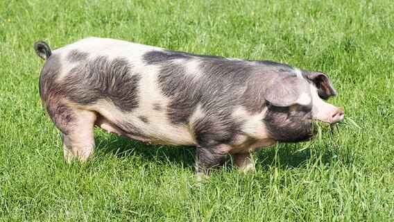 Ein Bentheimer Landschwein steht auf einer Wiese. © fotolia Foto: Countrypixel