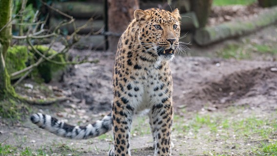 Das Leopardenmännchen Baikal schaut zähnezeigend in die Kamera. © Tierpark Nordhorn Foto: Franz Frieling