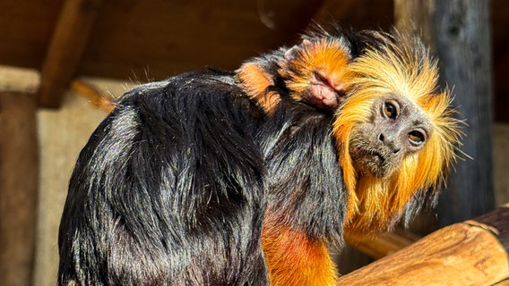 Eine Goldkopf-Löwenäffchen-Mutter trägt ihr Neugeborenes. © Tierpark Ströhen/dpa Foto: Hannchen Fenna Kloppert