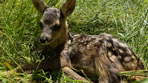 Ein Rehkitz liegt auf einer Wiese. © NDR Foto: Daniel Sprehe