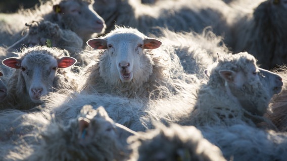 Schafe stehen beineinander auf einer Moorfläche © dpa-Bildfunk Foto: Friso Gentsch