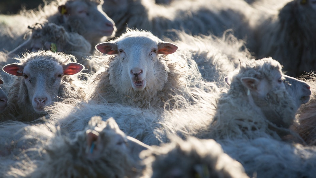 Schafwolle aus MV soll zum Dünger werden