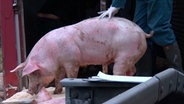 Ein Schwein wird aus einem verunglückten Tiertransporter geholt. © Nord-West-Media TV 