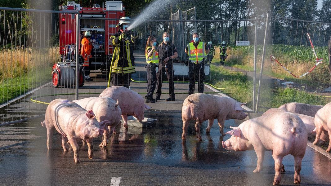 35 Schweine Nach Unfall Bei Sittensen Verendet | NDR.de - Nachrichten ...