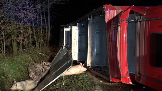 Ein Schweinetransporter liegt nach einem Unfall auf der Seite. © Nord-West-Media TV 