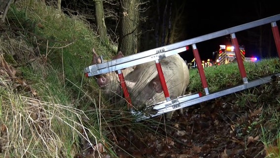 Entlaufene Schweine stehen nach einem Unfall in einem Graben. © Nord-West-Media TV 