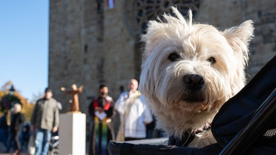 Tiersegnung: Ein Hund vor seiner Segnung vor dem Osnabrücker Dom. © dpa-Bildfunk Foto: Izabela Mittwollen