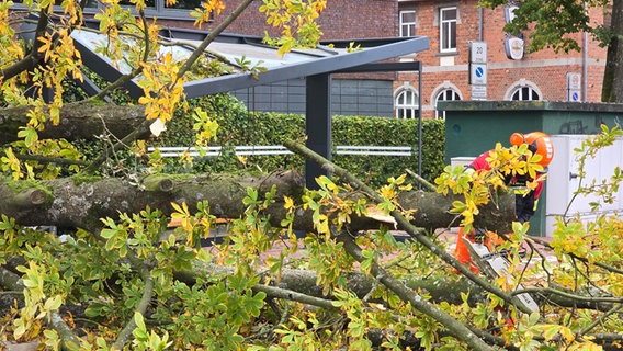 In Fürstenau (Landkreis Osnabrück) ist ein Baum (Kastanie) laut Feuerwehr auf eine Haltestelle gefallen. © Nord-West-Media TV 