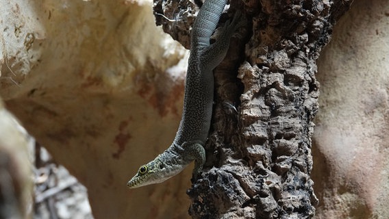 Ein Querstreifen-Taggeckos im Zoo Osnabrück. © Zoo Osnabrück Foto: Rico Rosenau