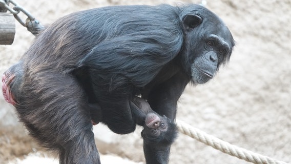 Neugeborenes Schimpansenjungtier im Zoo Osnabrück in den Armen seiner Mutter. © Zoo Osnabrück Foto: Hanna Räckers