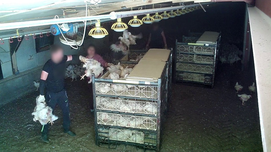 Eine Videoaufnahme zeigt Mitarbeitende eines Hühnermastbetriebes, die Hühner in eine Transportbox werfen.