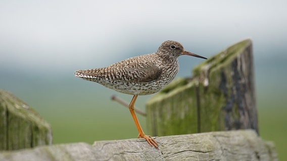 Ein Rotschenkel sitzt auf einem Balken. © NLWKN Foto: Christopher Marlow