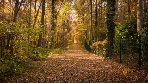 Ein breiter Weg führt durch einen mit Herbstlaub behangenen Wald während die Sonne durch das restliche Laub der Bäume fällt, an der rechten Seite säumt den Weg ein grüner Metallzaun. © NDR Foto: Barbara Hörnschemeyer