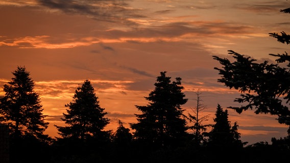 Morgenröte über Bäumen in Meppen. © NDR Foto: Andreas Plenz