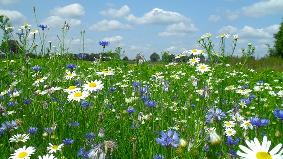 Blumen stehen auf einer Wiese. © NDR Foto: Karlheinz Fischer