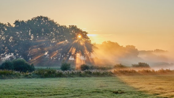 Die Sonne geht über einer Wiese auf. © NDR Foto: Friedhelm Reiners