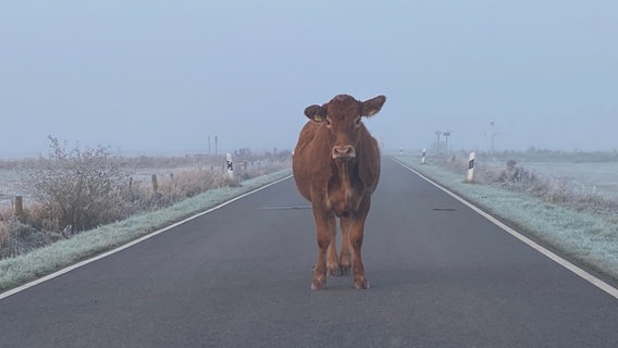 Eine Kuh steht im Nebel auf einer Straße. © NDR Foto: Ursula Duram