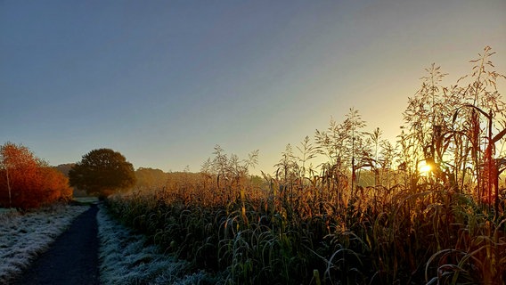 Die Sonne geht über einem frostigen Weg auf. © NDR Foto: Katrin Fänger