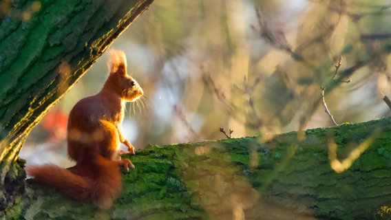 Ein Eichhörnchen sitzt auf einem Ast. © NDR Foto: Claus Dreßler