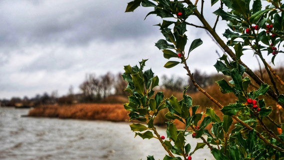 Rote Früchte der Stechpalme hängen am Dümmer See. © NDR Foto: Petra Quade