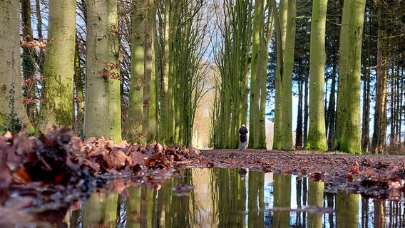 Ein  Adventsspaziergang im Dinklager Burgwald © NDR Foto: Sandra Bittner-Hellbernd