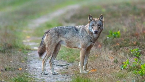 Ein Wolf steht auf einem Weg. © picture alliance Foto: imageBROKER | W. Rolfes