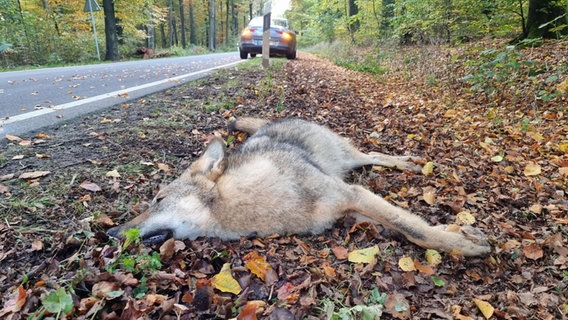 Ein toter Wolf liegt nach einem Unfall mit einem Pkw am Straßenrand. © dpa-Bildfunk Foto: Nord-West-Media TV