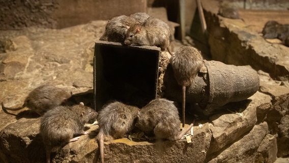 Niedersachsen, Osnabrück: Ratten sitzen in einem Gehege des unterirdischen Zoos. © dpa-Bildfunk Foto: Friso Gentsch