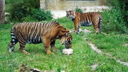 Tiger fressen Eisstücke mit Fleisch im Zoo hannover © Nord-West-Media TV 