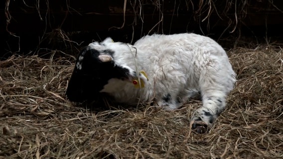 Ein neugeborenes Lamm liegt in einem Stall. © Nord-West-Media TV 