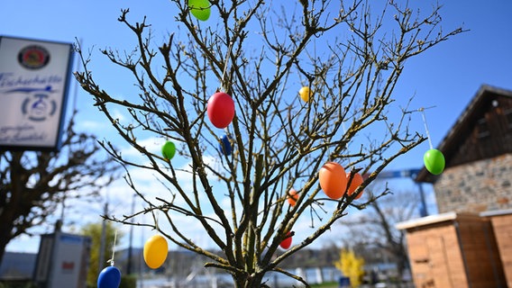 Bunte Ostereier hängen an einem kahlen Baum. © picture alliance/dpa | Uwe Zucchi Foto: Uwe Zucchi