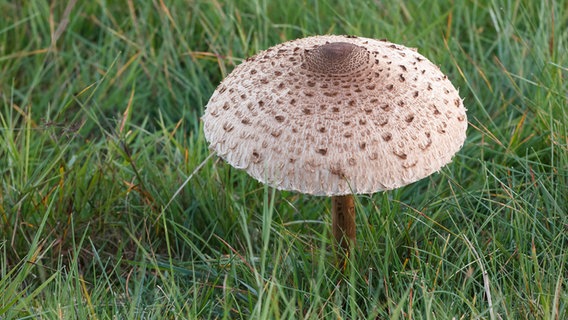 Ein Parasolpilz steht auf einer Wiese. © picture alliance / Zoonar | Lothar Hinz Foto: Lothar Hinz