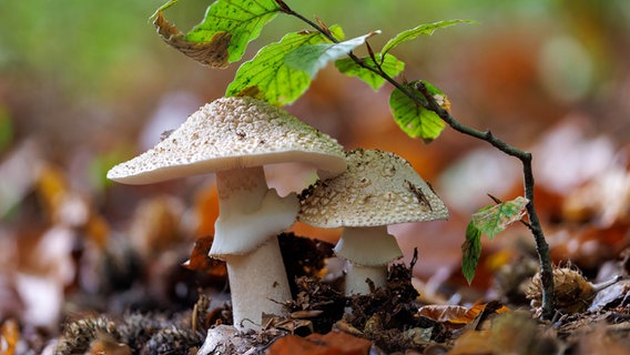 Perlpilze wachsen im Wald. © picture alliance / imageBROKER | Jürgen Kosten Foto: Jürgen Kosten