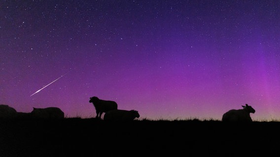 Schafe sind auf einem Deich unter Polarlichtern und einer Sternschnuppe am Himmel zu sehen. © picture alliance/dpa Foto: Matthias Balk