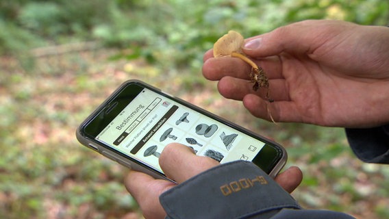 Ein Pilzsammler bestimmt mit einer App einen Pilz. © NDR 