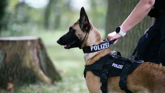 Ein Polizeihund wird von einem Beamten am Halsband festgehalten. © NDR Foto: Julius Matuschik