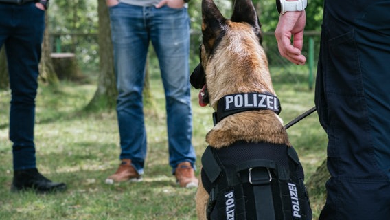 Ein Polizeihund von hinten, dem zwei Personen gegenüber stehen. © NDR Foto: Julius Matuschik