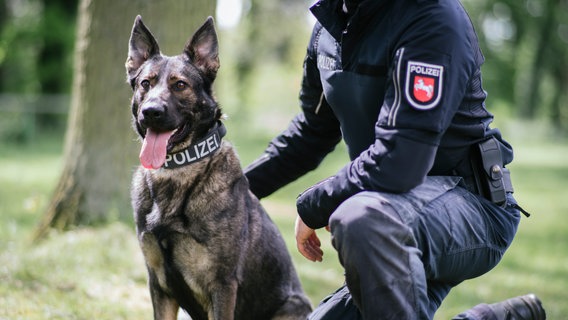 Ein hechelnder Polizeihund sitzt auf einer Rasenfläche und wird von einem Polizeibeamten festgehalten. © NDR Foto: Julius Matuschik