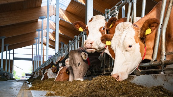 Rinder stehen in einem Stall und fressen Futter. © picture alliance / Countrypixel | FRP 