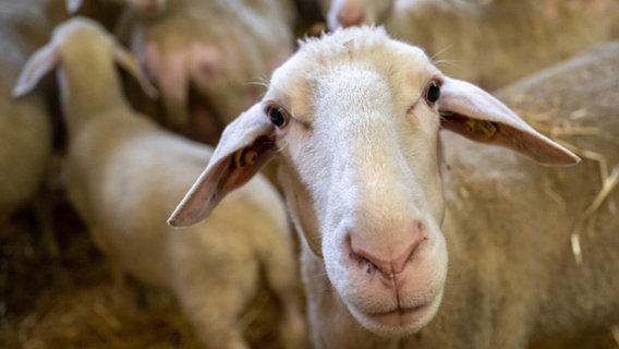 Ein Schaf guckt in eine Kamera. © picture alliance/dpa | Peter Kneffel Foto: Peter Kneffel