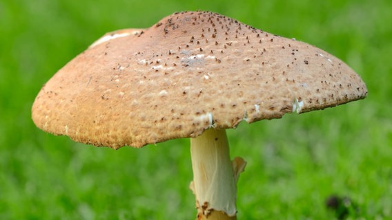 Der giftige Pilz Spitzschuppiger Schirmling steht im Wald. © picture alliance / imageBROKER | C. Hütter Foto: C. Hütter